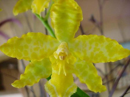 Orchidées